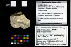 Foto (Objekt + Etikett) von Goniodromites polyodon (Reuss, 1858)  (NHMW-GEO-1990-0041-2509)